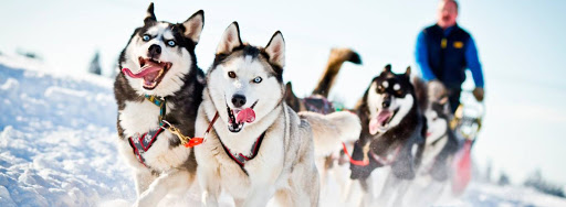 Катание на хаски в Оренбурге. Ultra Подарки. Катание на хаски в Оренбурге. Попробуйте Катание на хаски. Сервис: UltraPodarki.ru 8 800 505 95 30. Катание на хаски Оренбург, Катание на хаски в Оренбурге, хаски, животные в Оренбурге, 