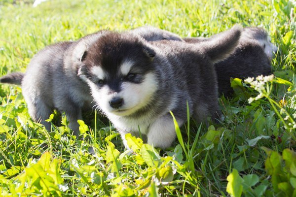 Катание на хаски в Оренбурге. Ultra Подарки. Катание на хаски в Оренбурге. Попробуйте Катание на хаски. Сервис: UltraPodarki.ru 8 800 505 95 30. Катание на хаски Оренбург, Катание на хаски в Оренбурге, хаски, животные в Оренбурге, 