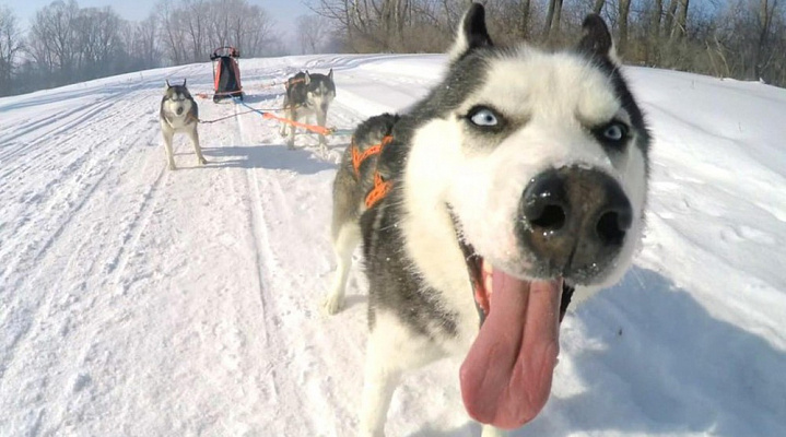 Катание на хаски в Оренбурге. Ultra Подарки. Катание на хаски в Оренбурге. Попробуйте Катание на хаски. Сервис: UltraPodarki.ru 8 800 505 95 30. Катание на хаски Оренбург, Катание на хаски в Оренбурге, хаски, животные в Оренбурге, 