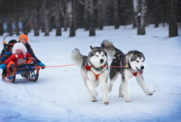 Катание на хаски в Оренбурге. Ultra Подарки. Катание на хаски в Оренбурге. Попробуйте Катание на хаски. Сервис: UltraPodarki.ru 8 800 505 95 30. Катание на хаски Оренбург, Катание на хаски в Оренбурге, хаски, животные в Оренбурге, 
