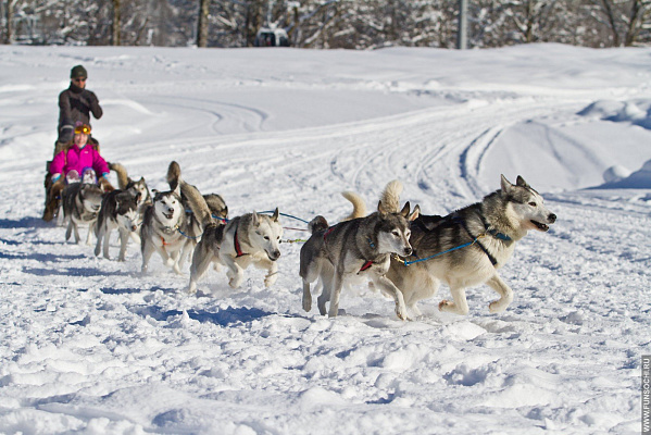 Катание на хаски в Оренбурге. Ultra Подарки. Катание на хаски в Оренбурге. Попробуйте Катание на хаски. Сервис: UltraPodarki.ru 8 800 505 95 30. Катание на хаски Оренбург, Катание на хаски в Оренбурге, хаски, животные в Оренбурге, 