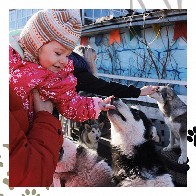 Катание на хаски в Оренбурге. Ultra Подарки. Катание на хаски в Оренбурге. Попробуйте Катание на хаски. Сервис: UltraPodarki.ru 8 800 505 95 30. Катание на хаски Оренбург, Катание на хаски в Оренбурге, хаски, животные в Оренбурге, 