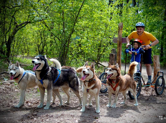 Катание на хаски в Оренбурге. Ultra Подарки. Катание на хаски в Оренбурге. Попробуйте Катание на хаски. Сервис: UltraPodarki.ru 8 800 505 95 30. Катание на хаски Оренбург, Катание на хаски в Оренбурге, хаски, животные в Оренбурге, 